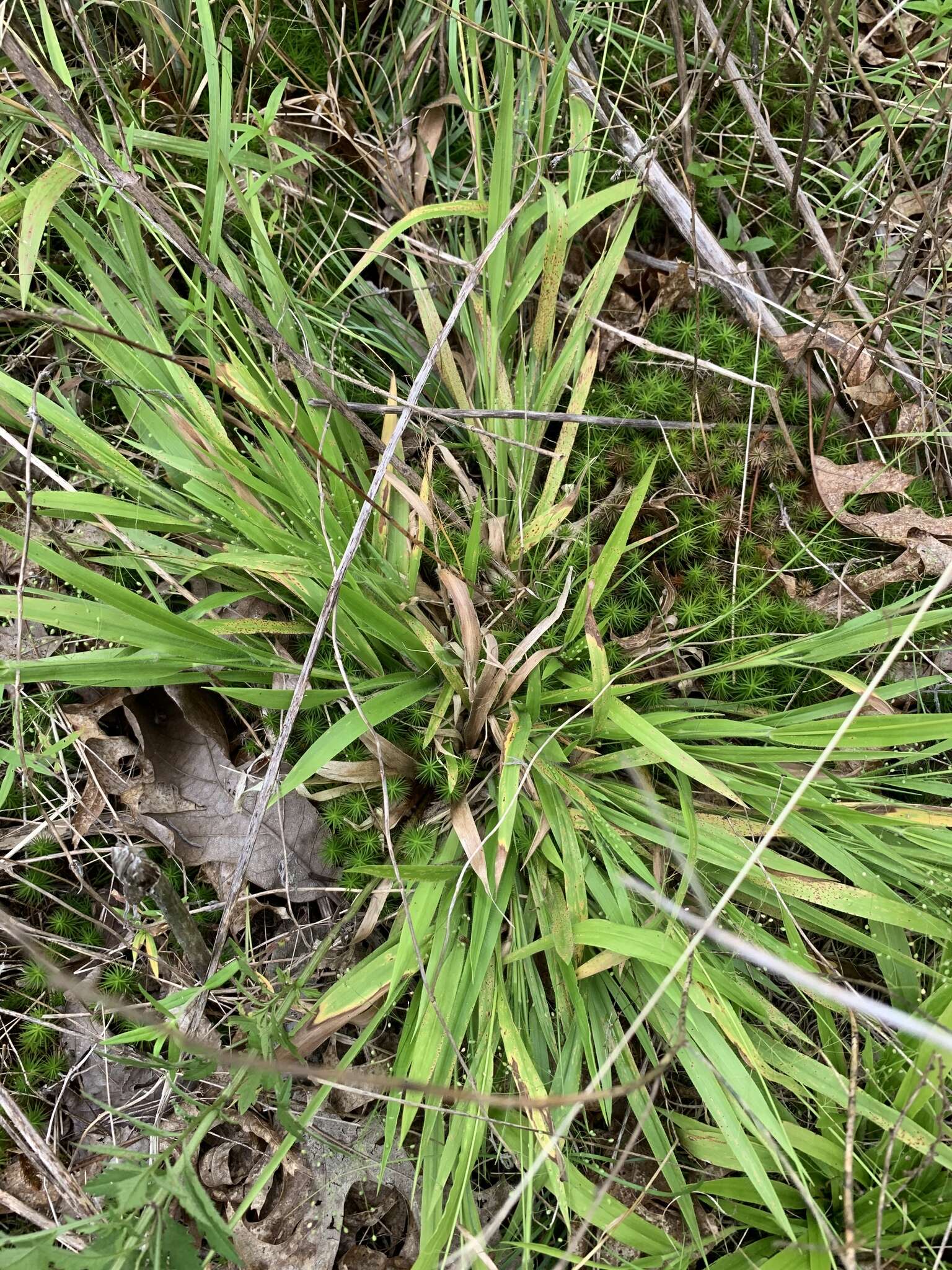 Imagem de Panicum laxiflorum Lam.