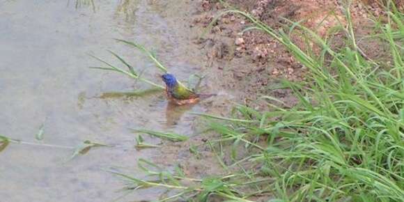 Image of Painted Bunting