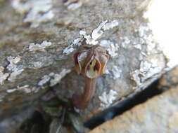 Plancia ëd Ceropegia occulta R. A. Dyer