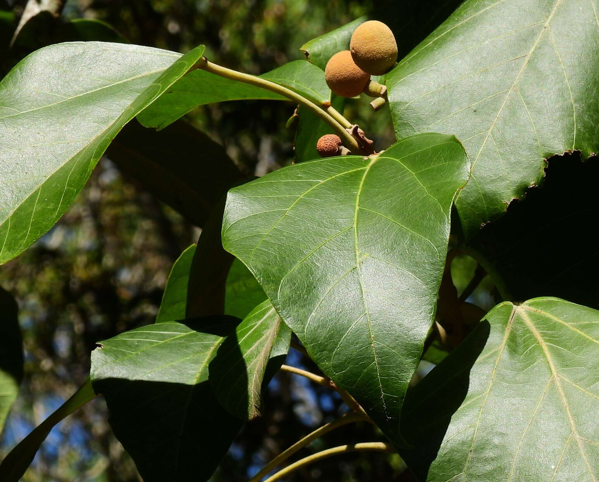 Image of Aleurites rockinghamensis (Baill.) P. I. Forst.