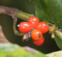 Imagem de Coprosma grandifolia Hook. fil.