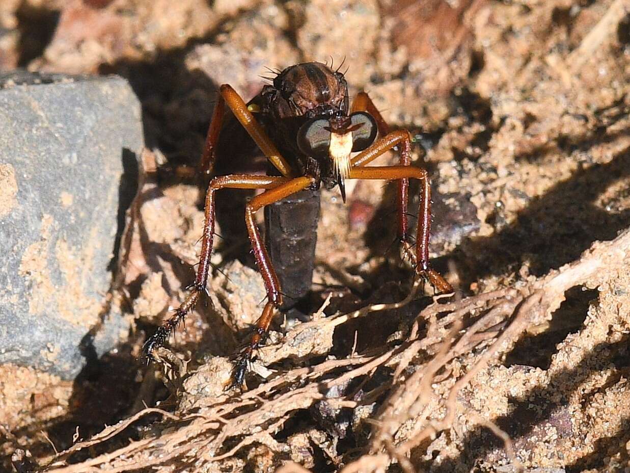 Image of Diogmites platypterus Loew 1866