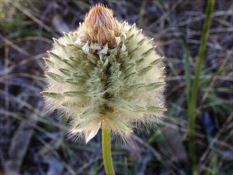 <i>Ptilotus macrocephalus</i>的圖片