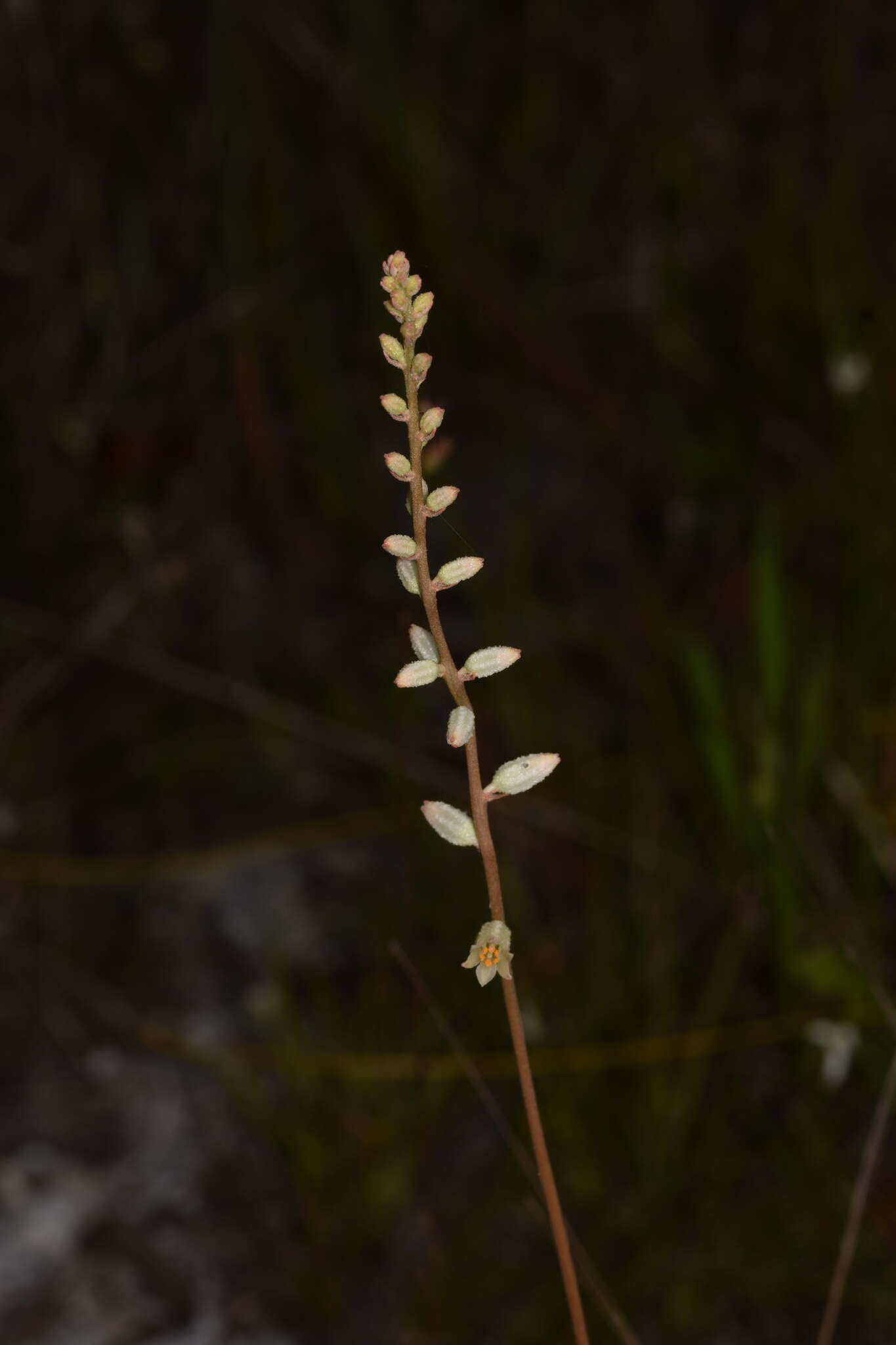 Слика од Aletris bracteata Northr.