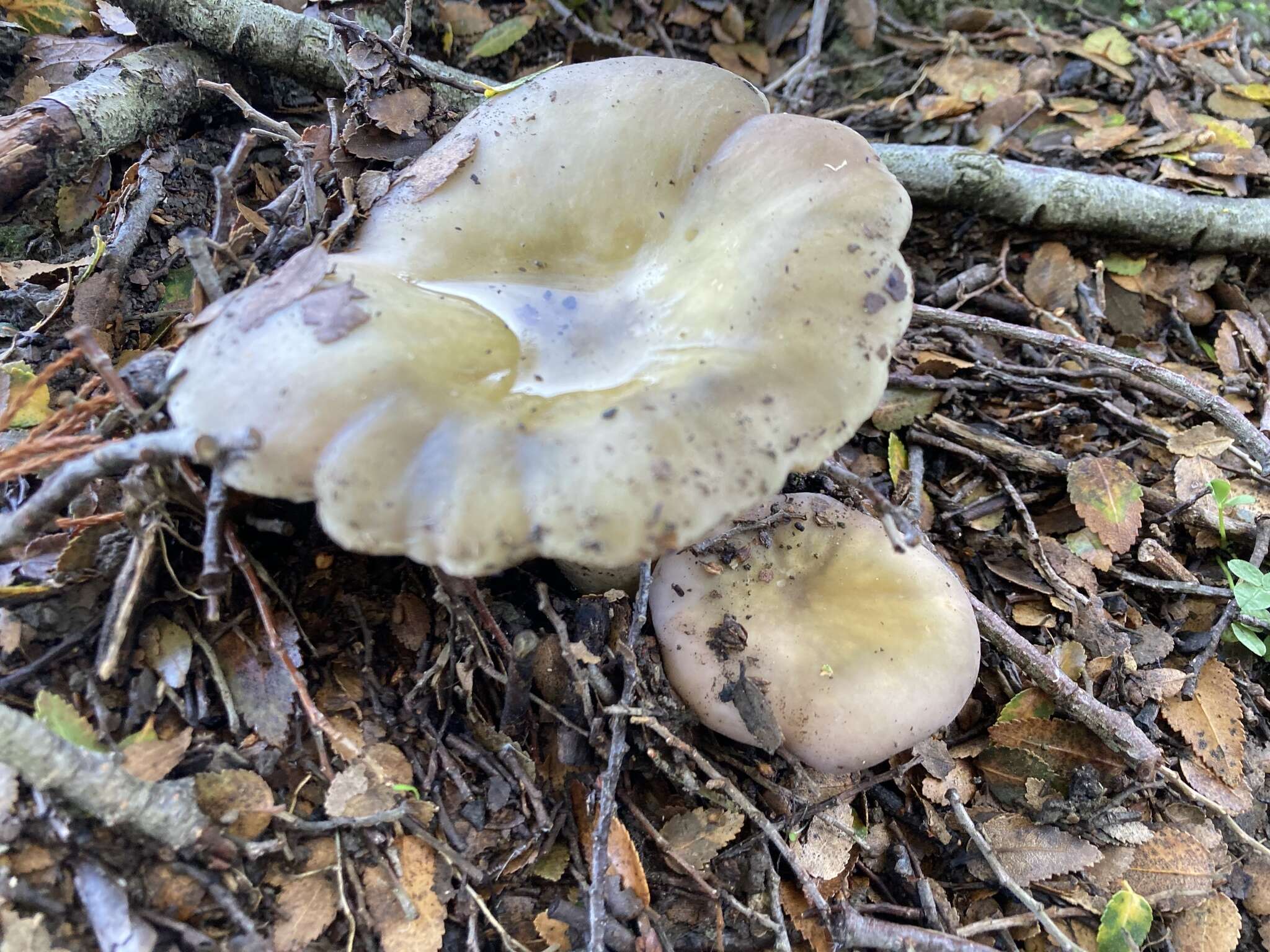 Image of Russula ionochlora Romagn. 1952