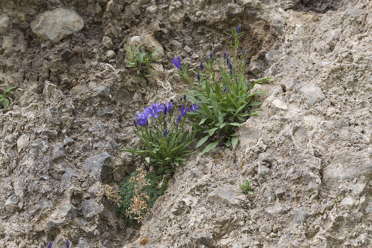 Image of Campanula lehmanniana Bunge