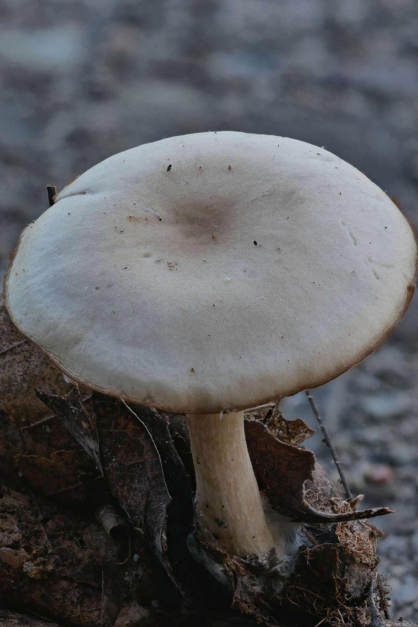 Image of Clitocybe diatreta (Fr.) P. Kumm. 1871