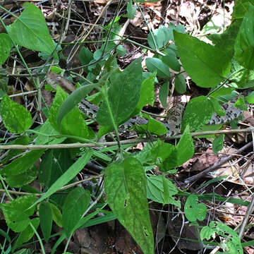 Porthidium hespere (Campbell 1976)的圖片