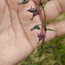 Image of Swertia ciliata (G. Don) B. L. Burtt