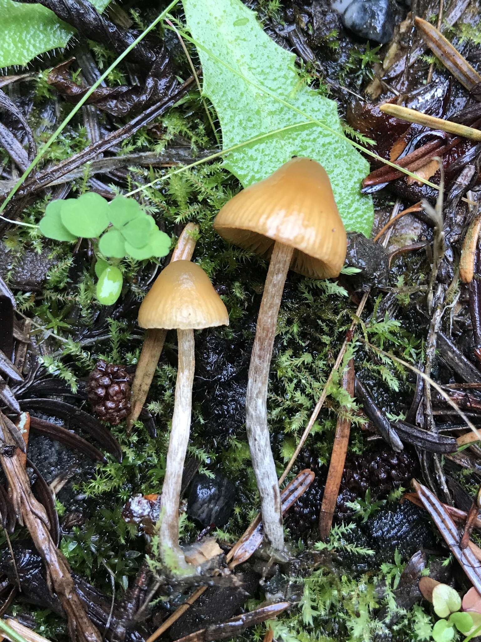 Image de Galerina badipes (Pers.) Kühner 1935