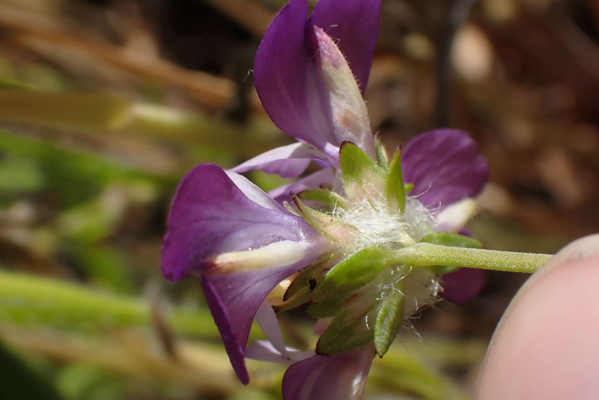 صورة Collinsia concolor Greene.