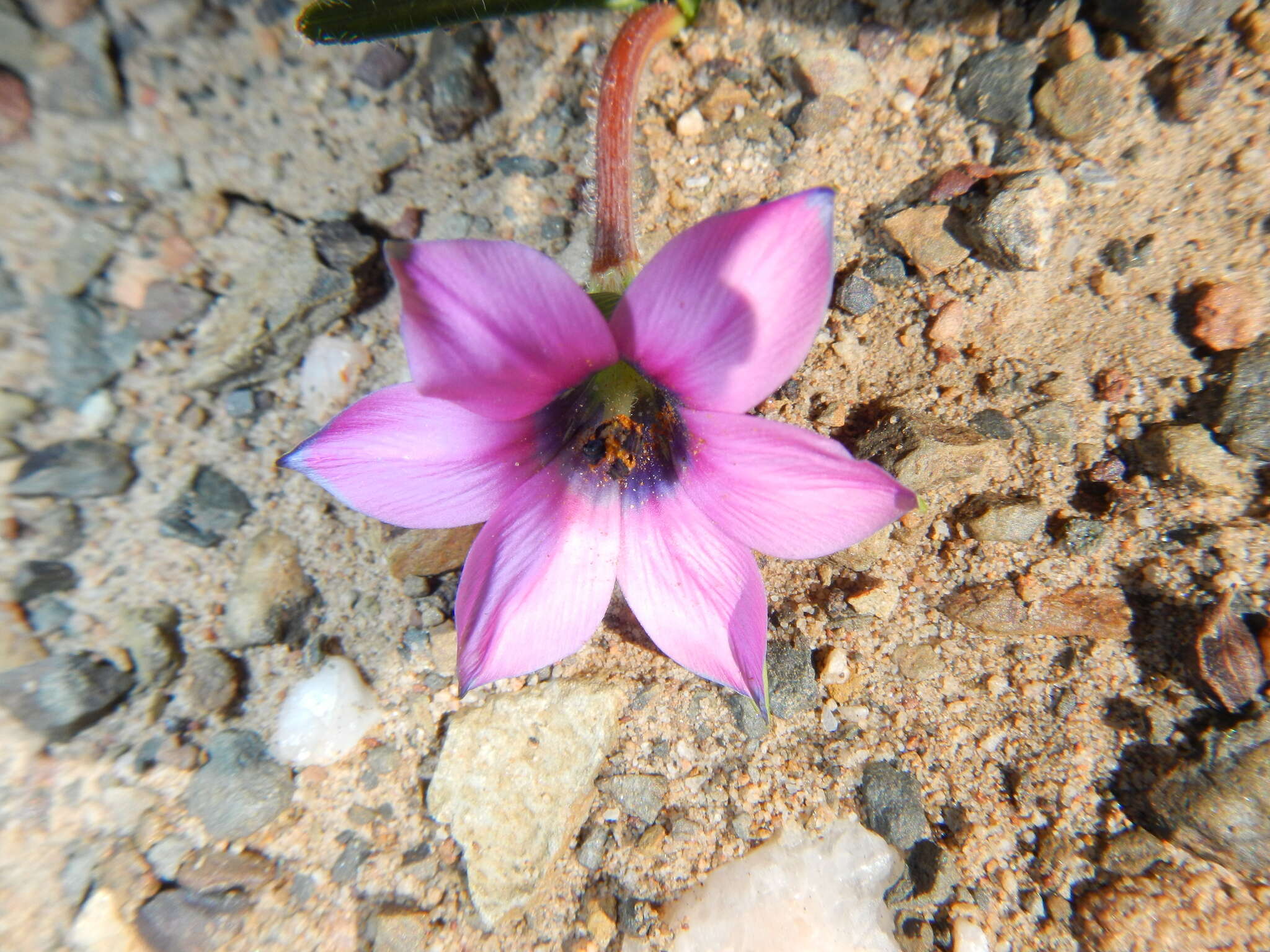 Image of Romulea tetragona M. P. de Vos