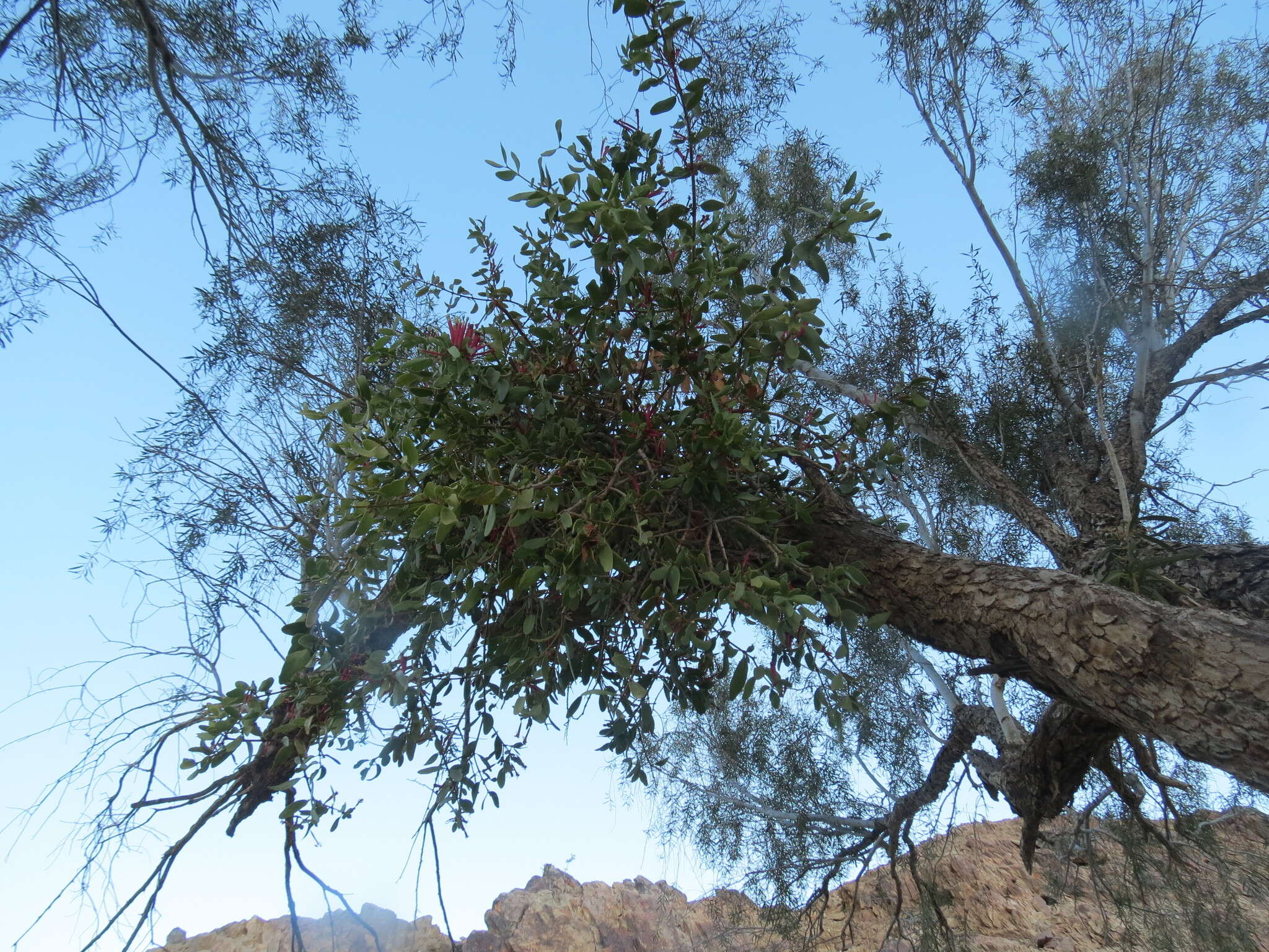 Tapinanthus oleifolius (Wendl.) Danser的圖片