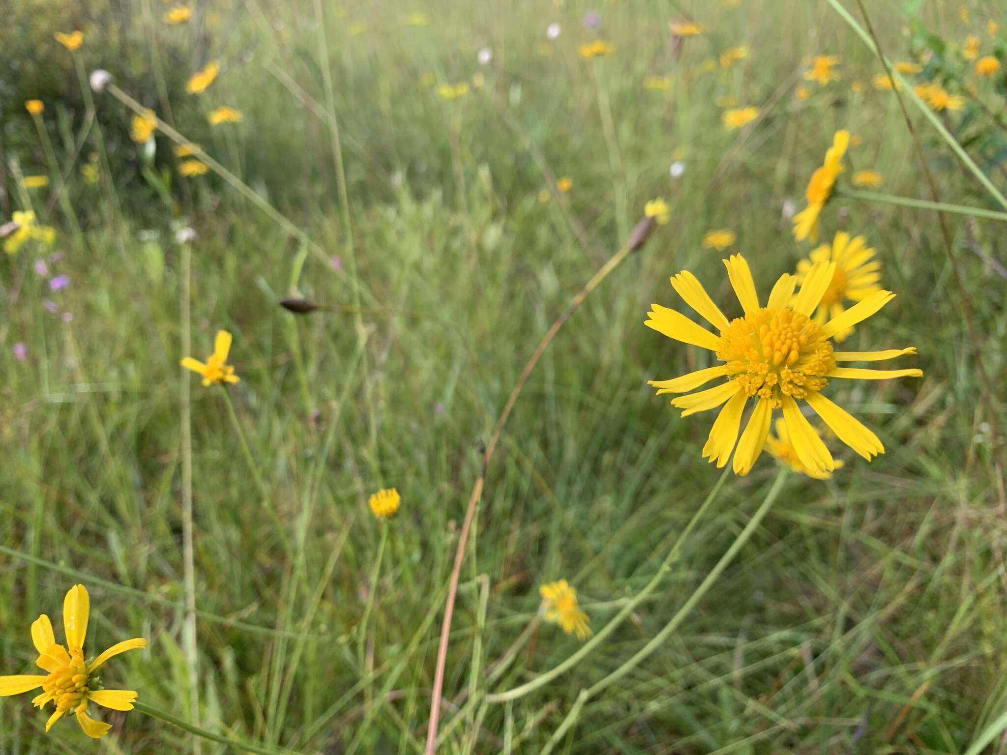 Image of coastal plain honeycombhead