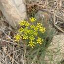 Image of Trans-Pecos Indian parsley