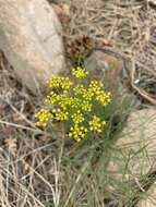 Слика од Cymopterus filifolius (Mathias, Constance & W. L. Theob.) B. L. Turner