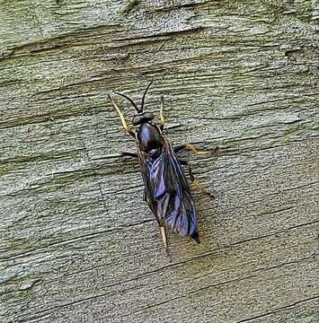 Imagem de Rachicerus nitidus (Johnson 1903)