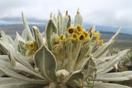 Image of Espeletia pycnophylla Cuatrec.