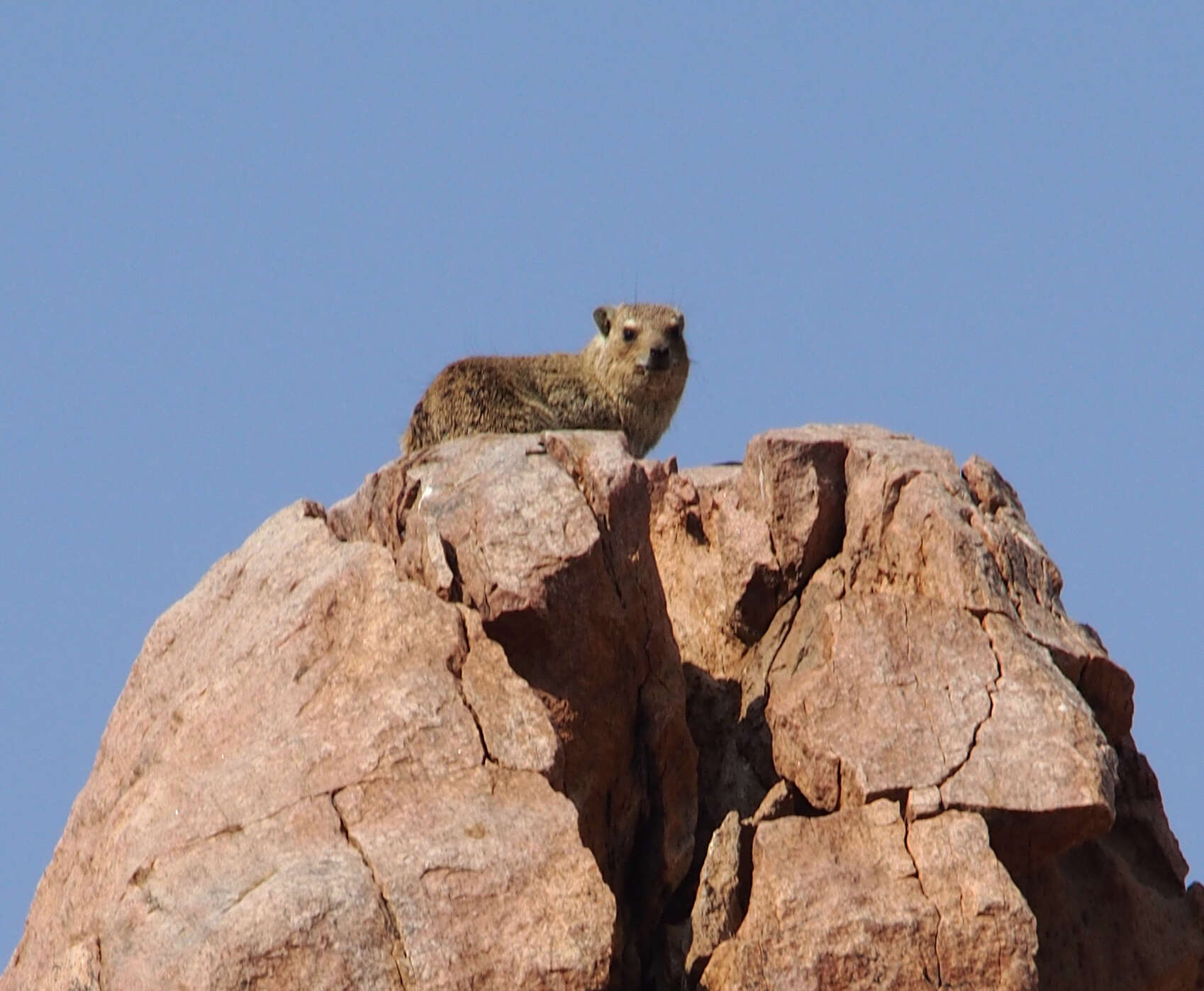 Image of Procavia capensis welwitschii (Gray 1868)