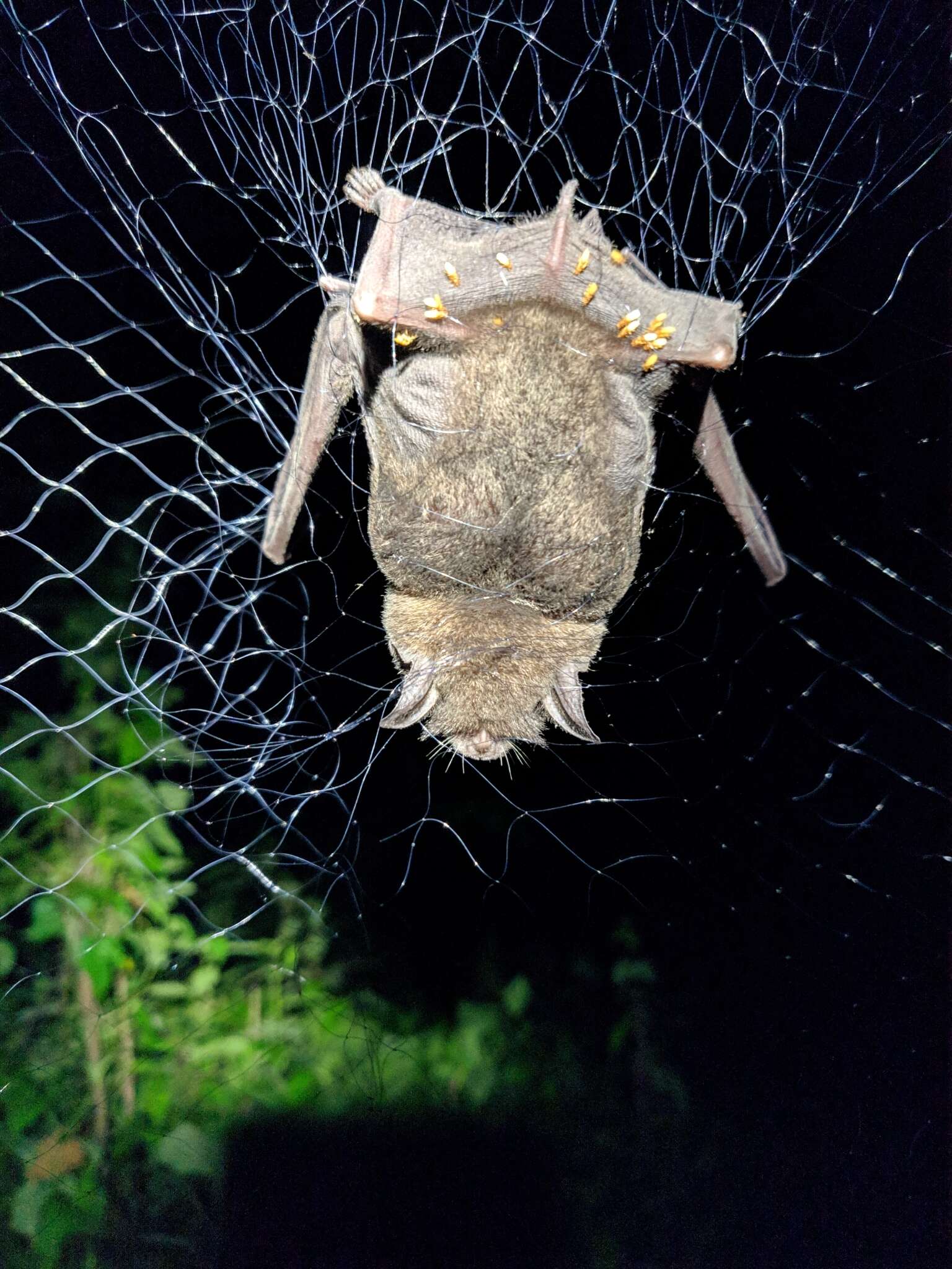 Image of Pteronotus subgen. Phyllodia Gray 1843