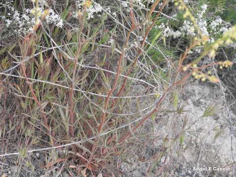 Image of Reseda stricta Pers.