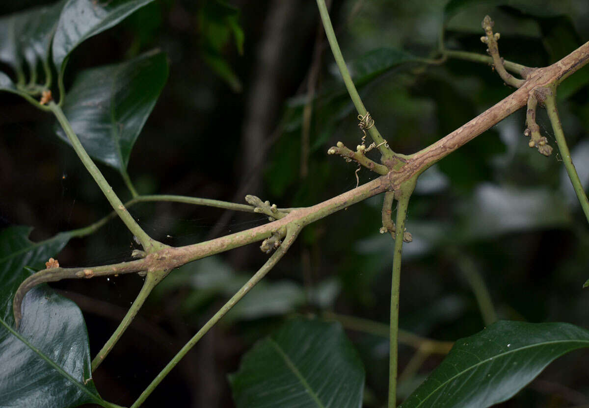 Слика од Dysoxylum oppositifolium F. Müll.