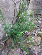 Image of <i>Epacris <i>calvertiana</i></i> var. calvertiana