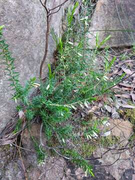 Image of <i>Epacris <i>calvertiana</i></i> var. calvertiana