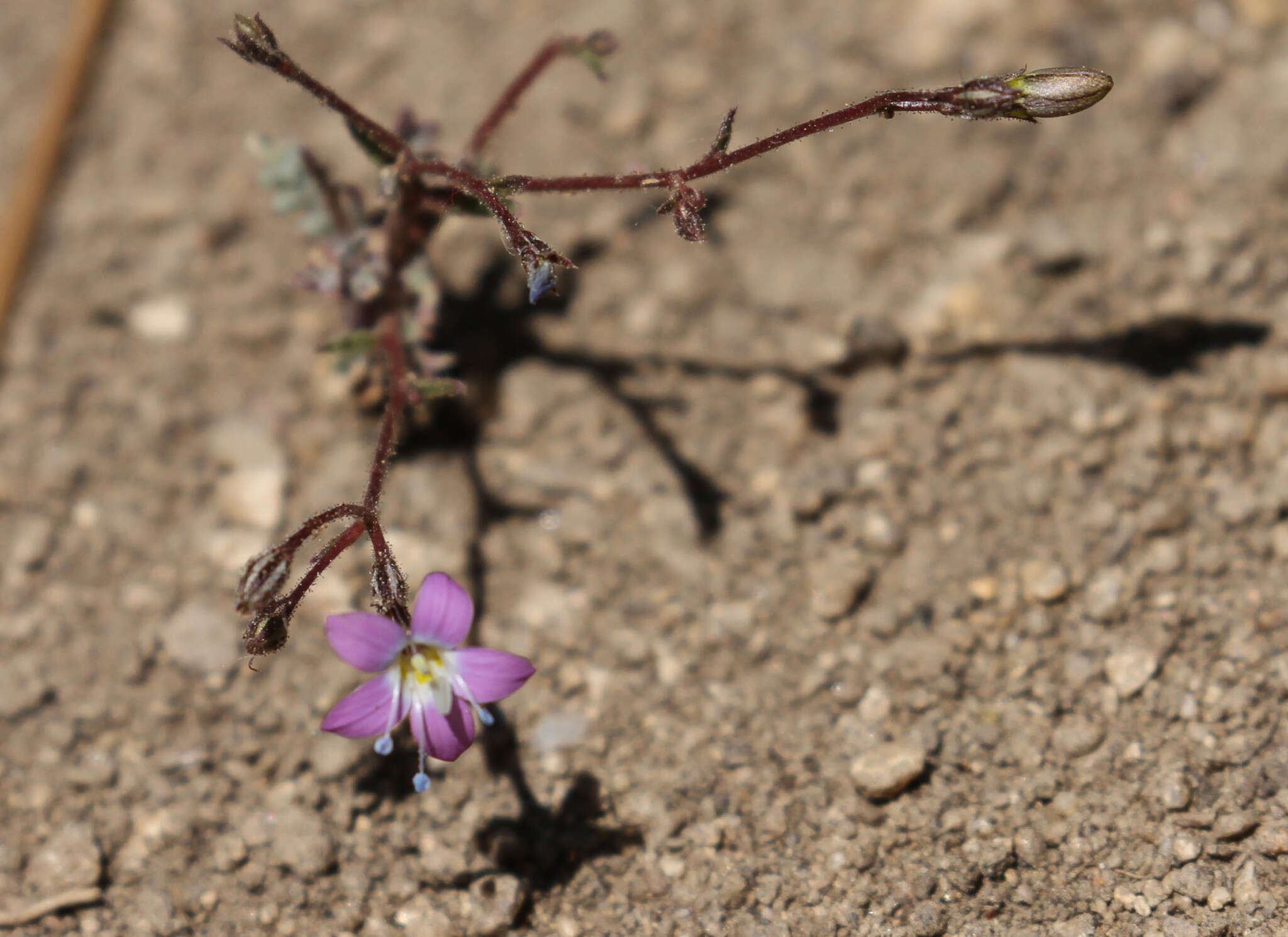 Image of fineflower gilia