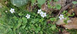 Image de Arenaria balearica L.