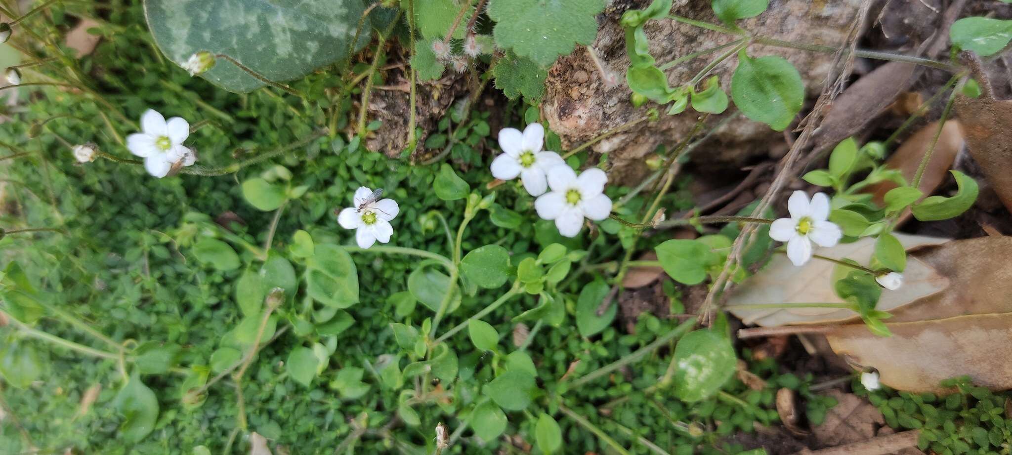 Imagem de Arenaria balearica L.