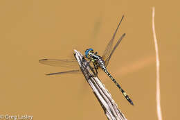 Image of Neodythemis hildebrandti Karsch 1889