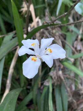 Image of Dietes iridioides subsp. iridioides