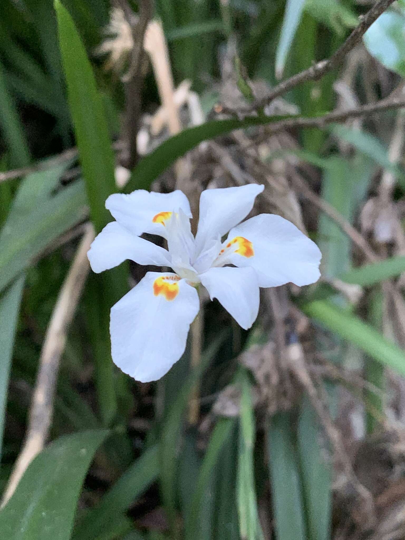 Image of Dietes iridioides subsp. iridioides