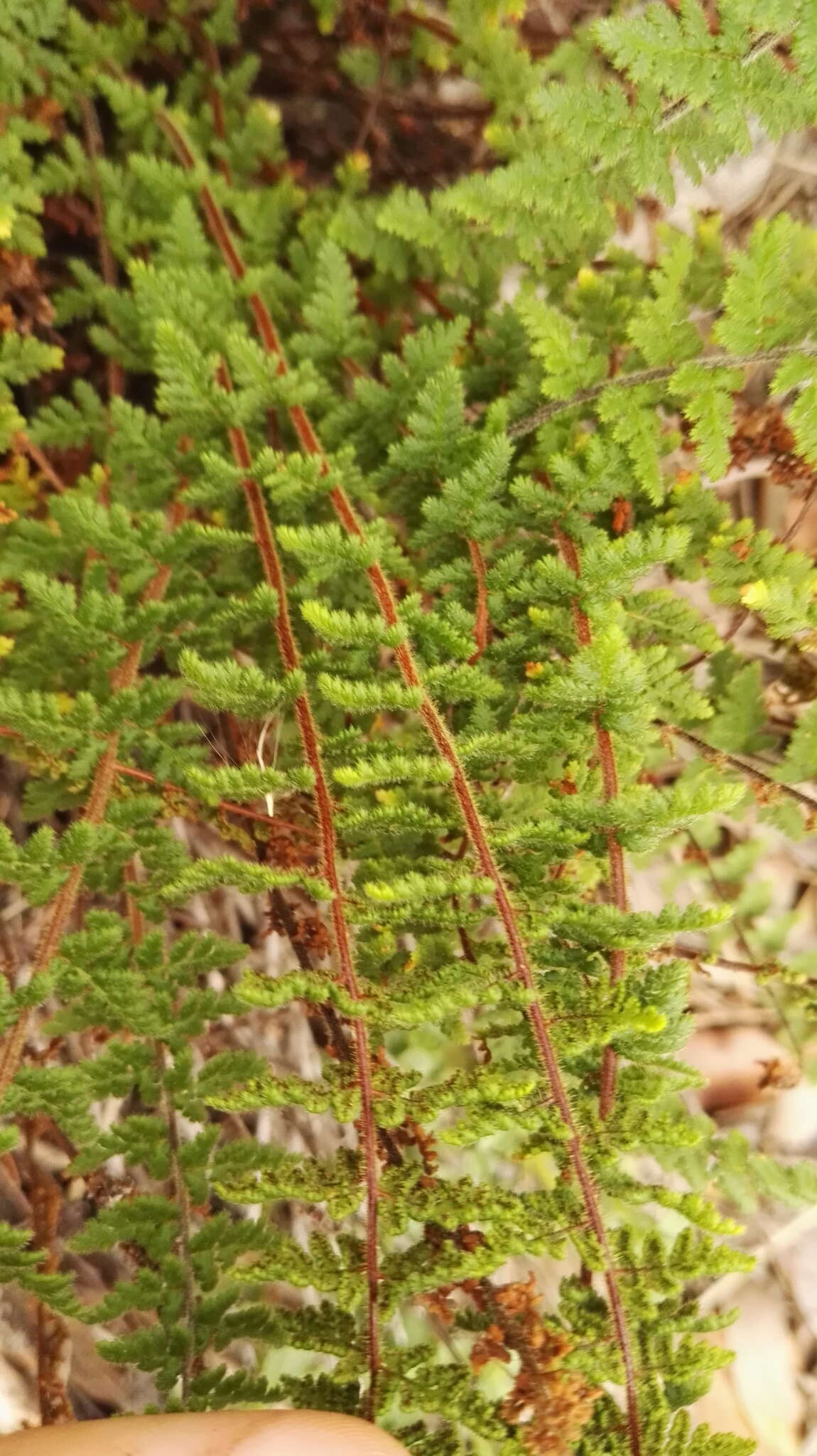 Image of Cheilanthes hirta Sw.