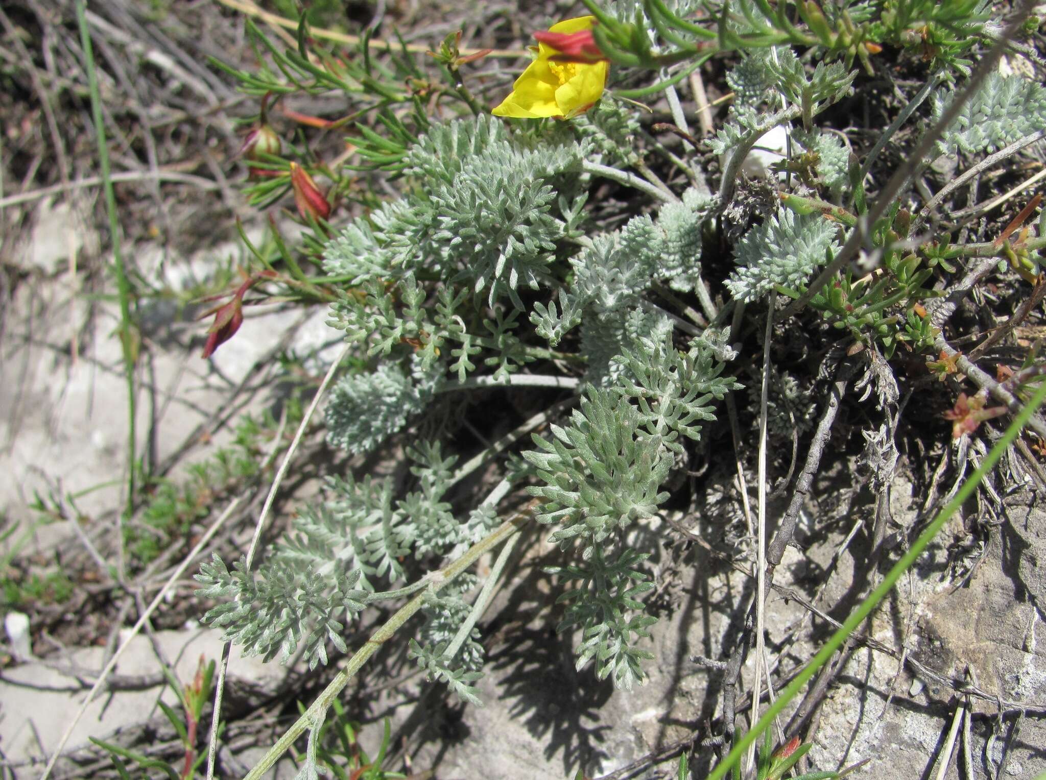 Image of Anthemis marschalliana Willd.