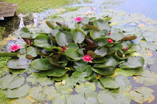 Image of European white waterlily