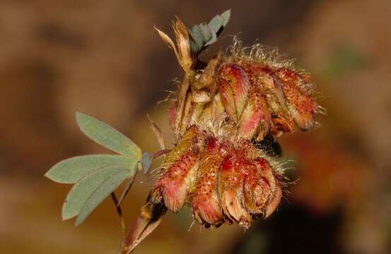 Image of Kotschya strobilantha (Baker) Dewit & P. A. Duvign.