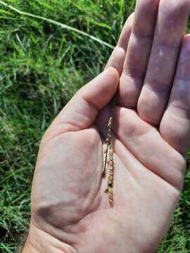 Image of field paspalum