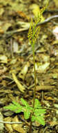 Image of bluntlobe grapefern