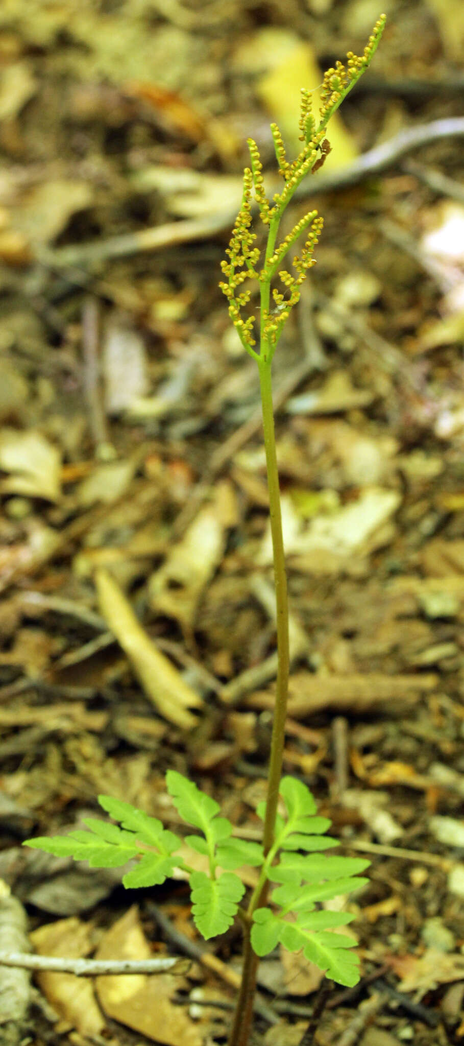 Image of bluntlobe grapefern