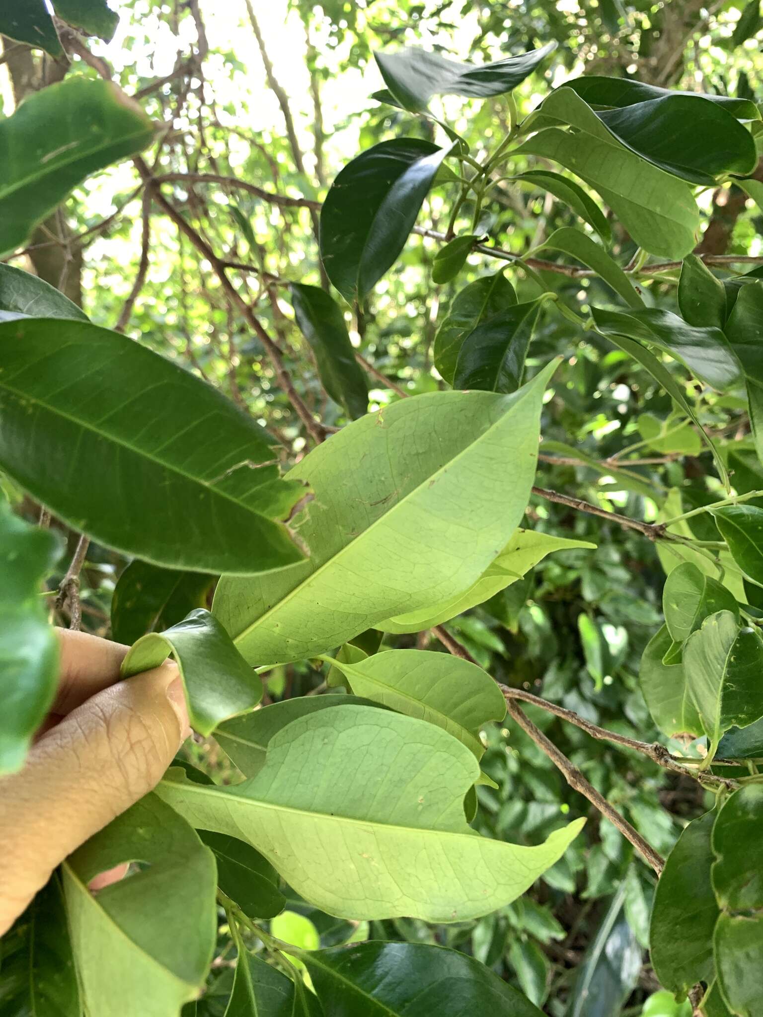 Image de Syzygium simile (Merr.) Merr.