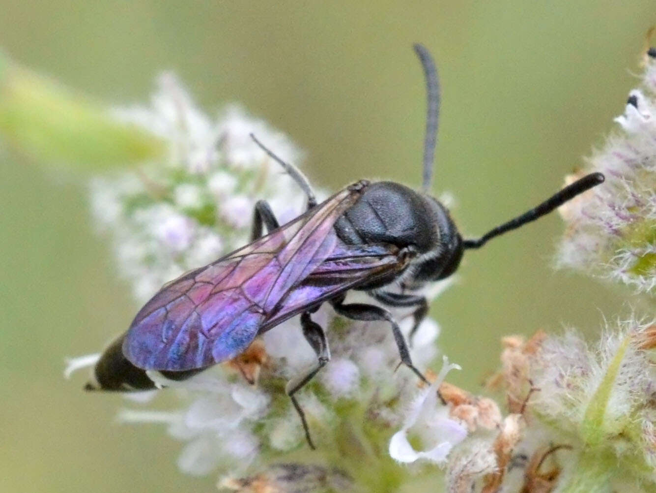 Image of Sapyga quinquepunctata (Fabricius 1781)