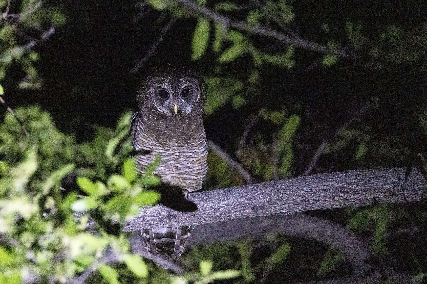 Image of Strix woodfordii woodfordii (Smith & A 1834)