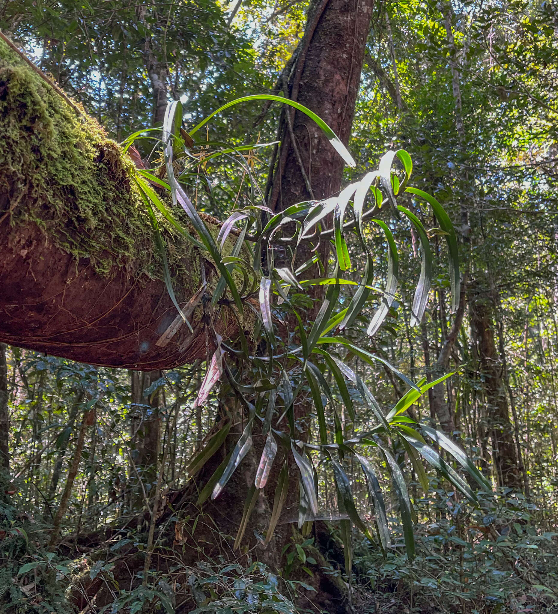 Image of Angraecum viguieri Schltr.