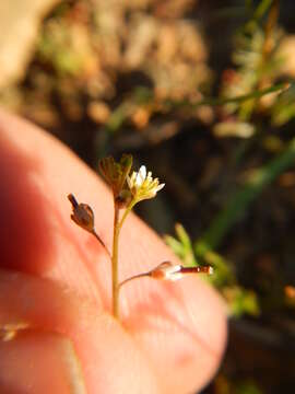 Image of Heliophila pectinata Burch. ex DC.