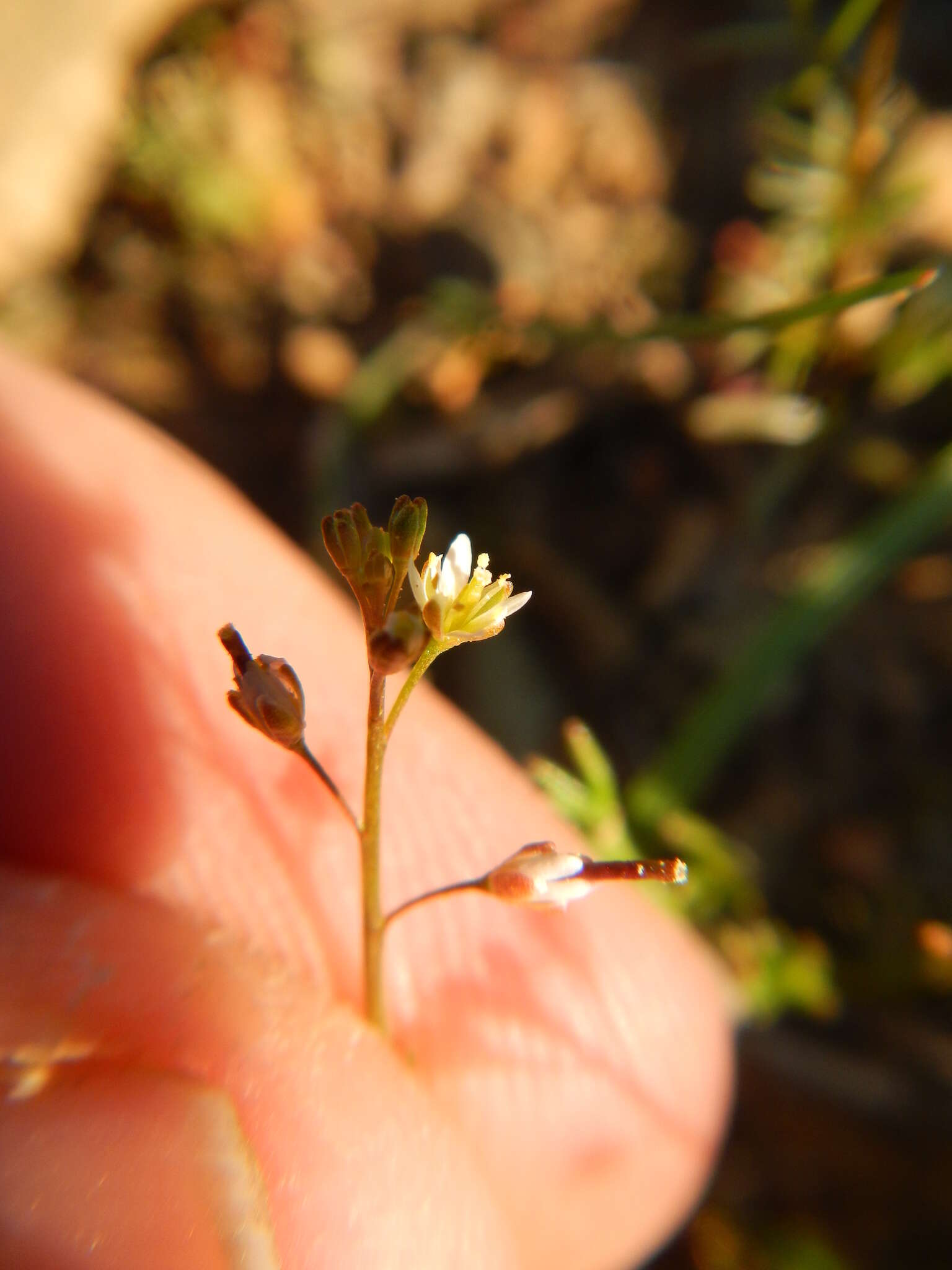 Image de Heliophila pectinata Burch. ex DC.