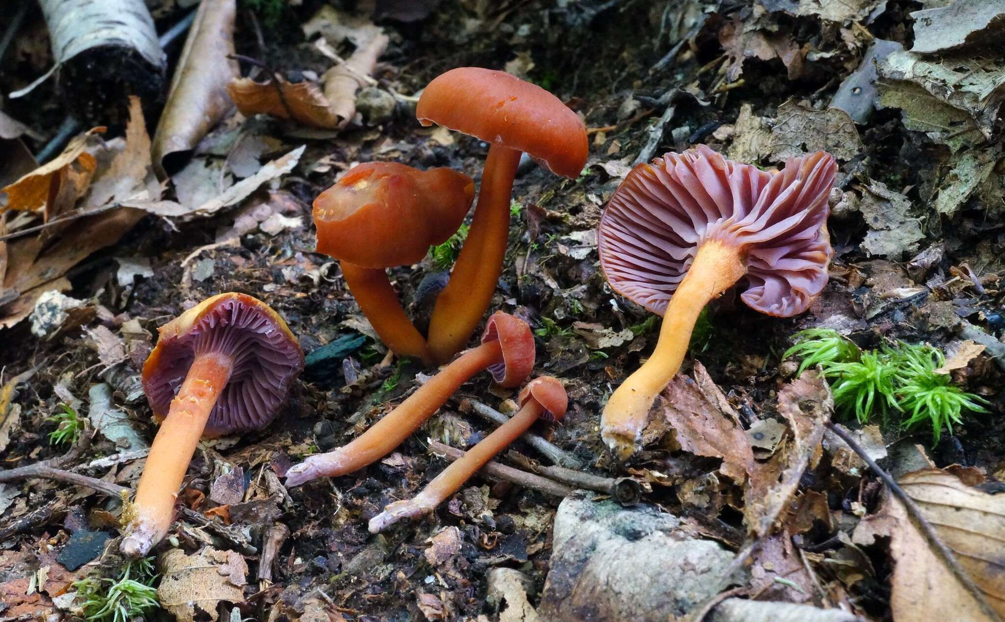 Image of Hygrocybe purpureofolia (H. E. Bigelow) Courtec. 1989