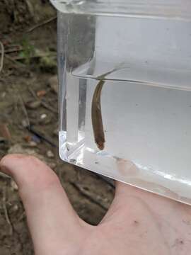 Imagem de Notropis blennius (Girard 1856)