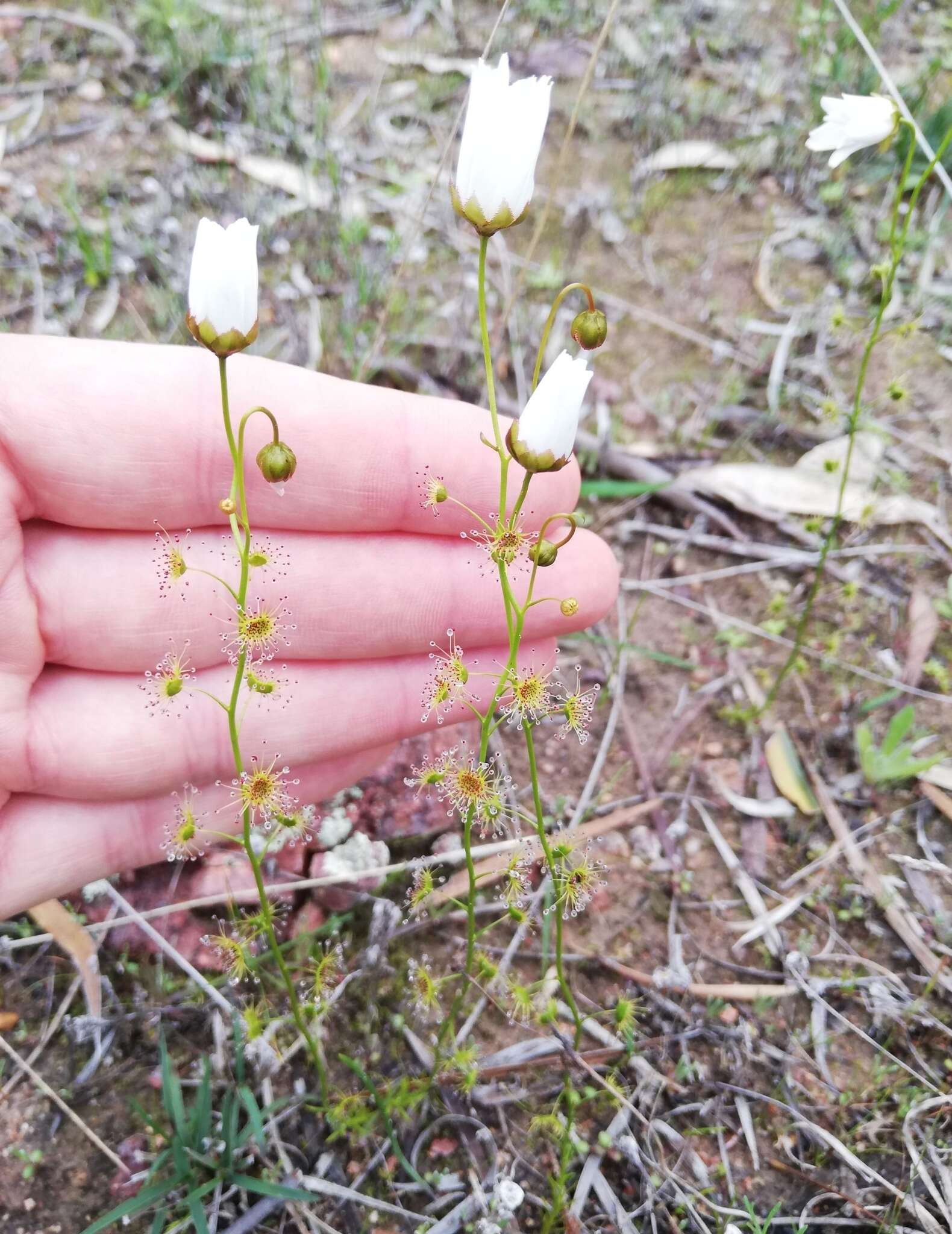 Image of Drosera heterophylla Lindl.